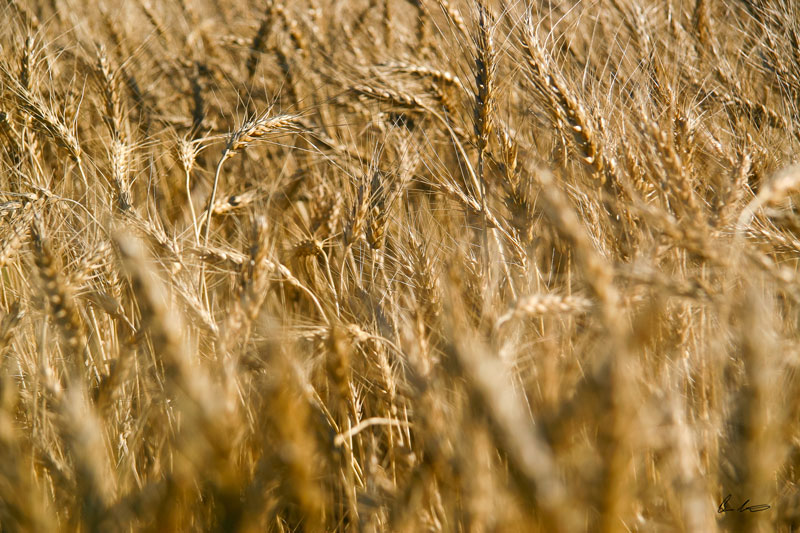 Wheat 2 2